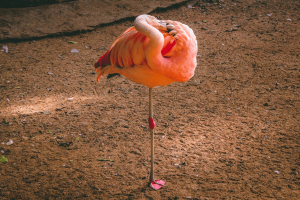 Flamingo balancing on one leg